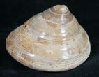 Polished Fossil Snail (Pleurotomaria) #9548-1